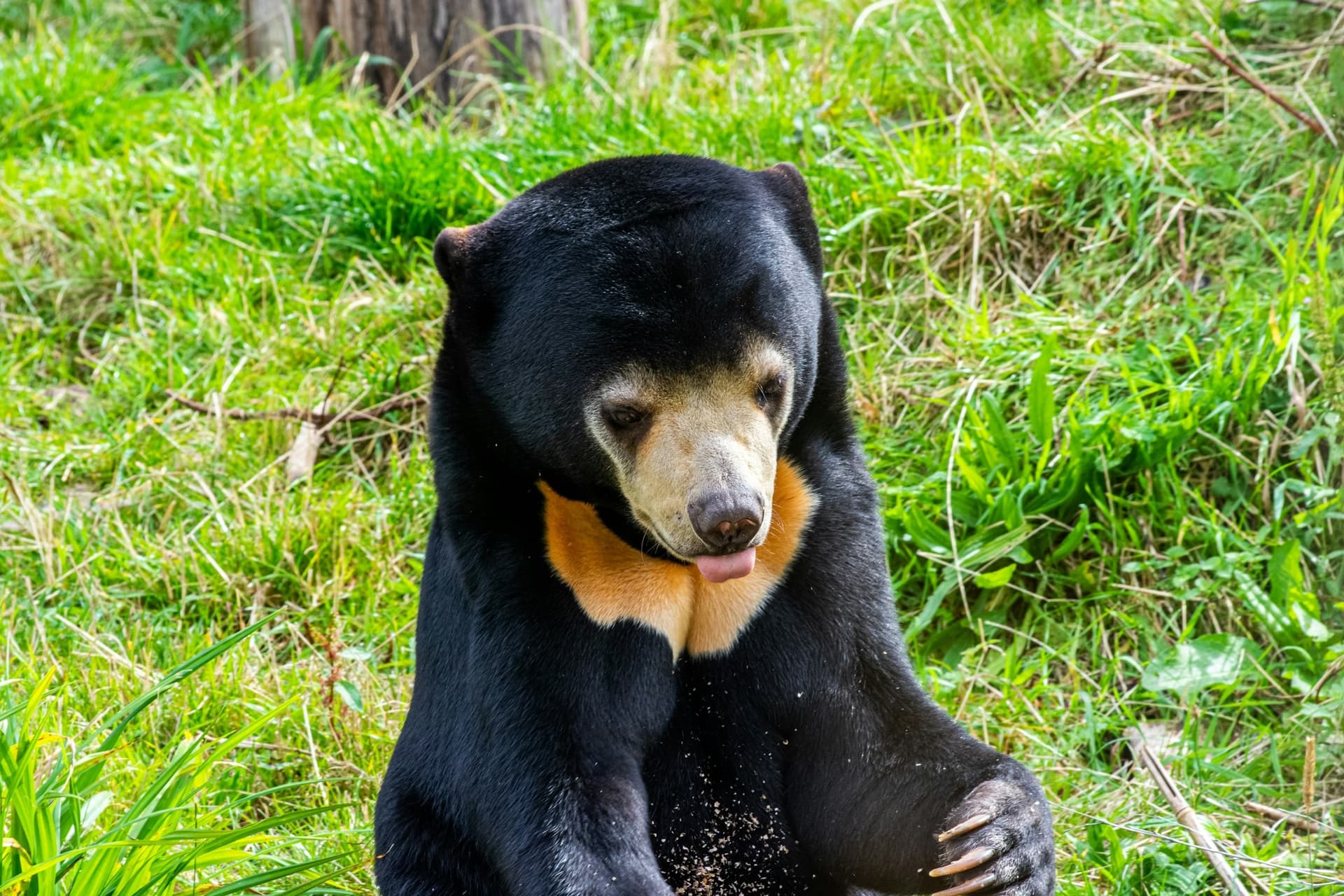 BORNEO WILDERNESS AND WILDLIFE SCHOOL TOUR
